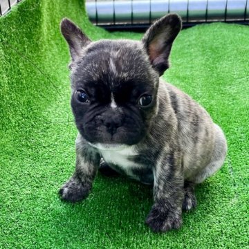 フレンチブルドッグ【埼玉県・男の子・2024年9月19日・タイガーブリンドル】の写真「発色抜群‼小柄で元気なわんぱく君です^_^」