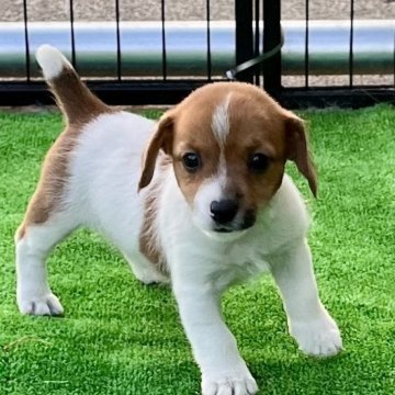 ジャックラッセルテリア【埼玉県・男の子・2024年10月2日・ホワイト&タン】の写真「よく食べて🍚よく寝て💤元気に成長中^_^」