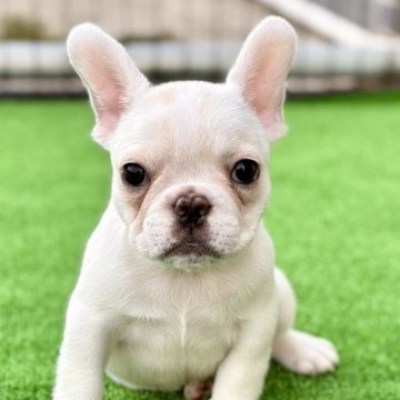 フレンチブルドッグ【埼玉県・女の子・2025年8月4日・ハニーパイド】の写真「🐶遊ぶの大好き🍚モグモグ大好きぃ❣️」