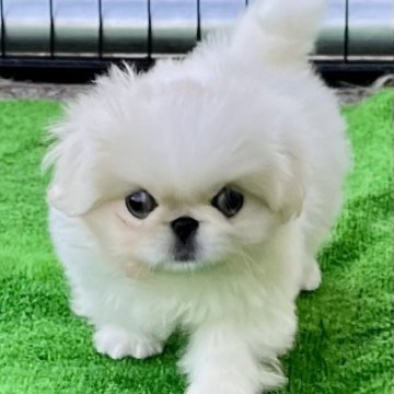 ペキニーズ【埼玉県・女の子・2024年10月11日・ホワイト&クリーム】の写真「🐶よく食べ🍚よく寝て💤よく遊ぶ^_^」
