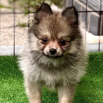 ポメラニアン【埼玉県・女の子・2025年5月5日・オレンジセーブル】の写真「🐶女の子らしく可愛い子ダヌキちゃん❤️」