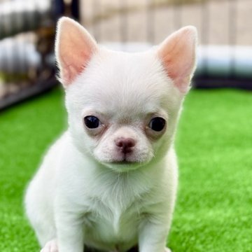 チワワ(スムース)【埼玉県・男の子・2025年8月27日・クリーム】の写真「🐶超小ぶりの超甘えん坊なバンビ君でーす☺️」