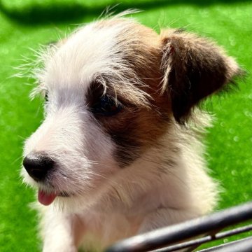 ジャックラッセルテリア【埼玉県・女の子・2025年8月23日・ホワイト&タン】の写真「🐶極小でポヨ毛可愛いブロークンタイプの女の子❤️」