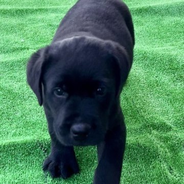 ラブラドールレトリバー【埼玉県・男の子・2024年10月22日・ブラック】の写真「🍚モリモリ元気で可愛い甘えん坊ちゃんです^_^」