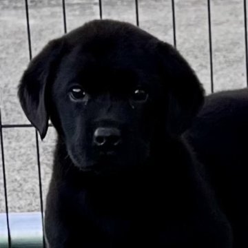 ラブラドールレトリバー【埼玉県・女の子・2024年10月21日・ブラック】の写真「🍚モリモリ元気で可愛い甘えん坊ちゃん^_^」