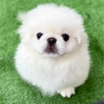 ペキニーズ【埼玉県・男の子・2025年6月29日・ホワイト】の写真「🐶純白もこふわでつぶらな瞳の短足君☺️」