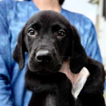 ラブラドールレトリバー【埼玉県・男の子・2025年3月28日・ブラック】の写真「🍚ごはんモリモリ元気なマイペースちゃん^_^」