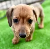 ミニチュアダックスフンド(スムース)【埼玉県・男の子・2025年10月10日・レッド】の写真1