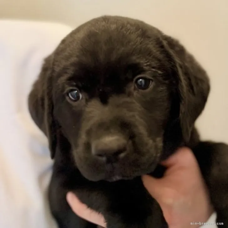 ID：2305-05703の子犬