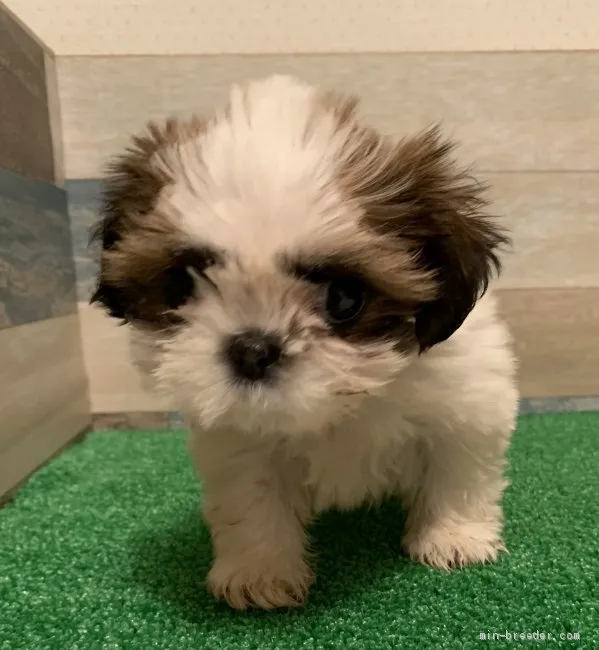 ID：2010-02652の子犬