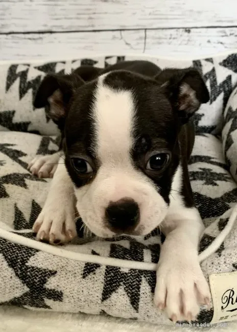 ID:2109-03927の子犬