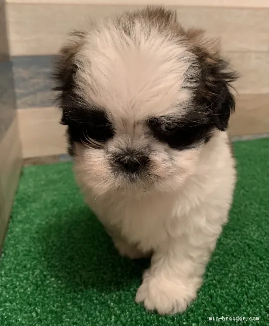 ID：2010-02653の子犬