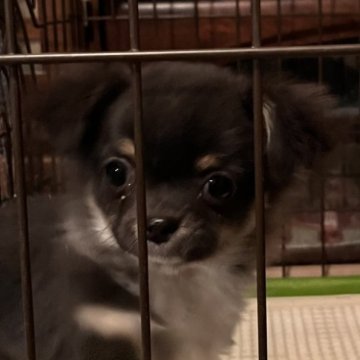 チワワ(ロング)【埼玉県・男の子・2022年11月8日・ブラック/ホワイト/タン】の写真「お目目がキュートな短足のバンビちゃん^_^」