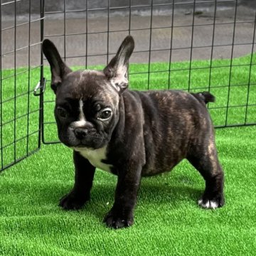 フレンチブルドッグ【埼玉県・男の子・2024年2月11日・ブリンドル】の写真「🐶クリクリおめめのむっちり君^_^」
