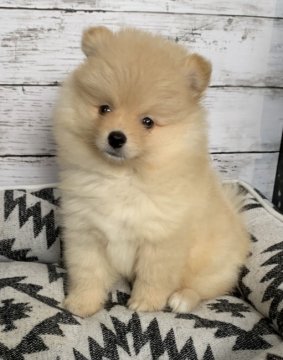 ポメラニアン【埼玉県・男の子・2021年5月23日・オレンジ】の写真「毛色綺麗なモコフワ君^_^」