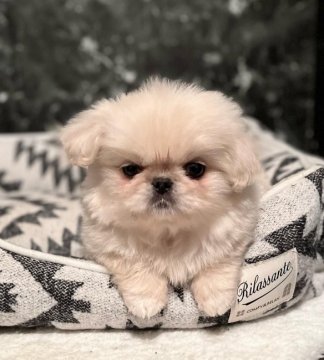 ペキニーズ【埼玉県・男の子・2022年1月15日・ホワイト】の写真「モコフワ❤️お饅頭顔の男の子❤️」
