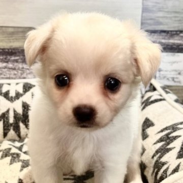 チワワ×ポメラニアン【埼玉県・男の子・2023年6月11日・ホワイト&クリーム】の写真「👀食う寝る遊ぶ元気な美男子くん❤️」