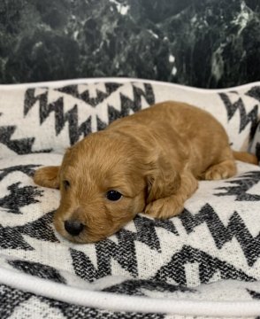 ダックス×プードル【埼玉県・男の子・2021年4月20日・レッド】の写真「シャイで大人しい甘えん坊さん❤️」