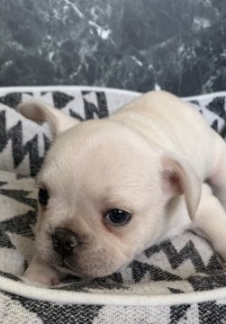 フレンチブルドッグ【埼玉県・男の子・2021年11月11日・ホワイト】の写真「👁瑠璃色のブルーアイでムチムチ君です^_^」