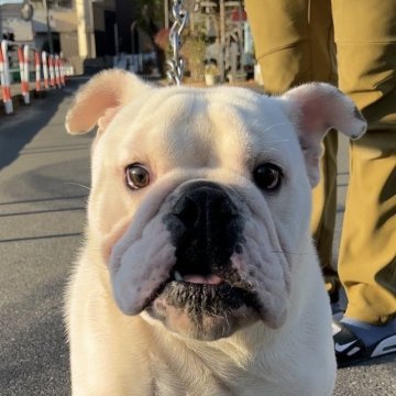 ブルドッグ【埼玉県・男の子・2023年5月13日・ホワイト&レッド】の写真「性格良し‼️甘えん坊男子🐶」