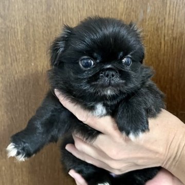 ペキニーズ【埼玉県・女の子・2024年8月8日・ブラック】の写真「🐶よく食べ🍚よく寝て💤よく遊ぶ^_^」