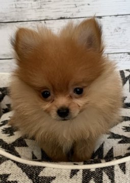 ポメラニアン【埼玉県・男の子・2021年8月15日・オレンジ】の写真「超甘えん坊の小さな可愛い天使ちゃん❤️」