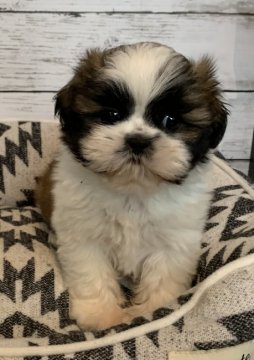 シーズー【埼玉県・男の子・2021年8月15日・ゴールド&ホワイト】の写真「毛色が綺麗な可愛いおっとり君^_^」