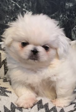 ペキニーズ【埼玉県・男の子・2021年9月23日・ホワイト】の写真「純白ふわふわムッチムチ元気印の男の子^_^」