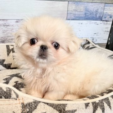 ペキニーズ【埼玉県・男の子・2023年10月5日・ホワイト】の写真「甘えん坊の❤️激カワモフモフ君☺️」
