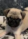 パグ【埼玉県・女の子・2021年10月27日・フォーン】の写真1