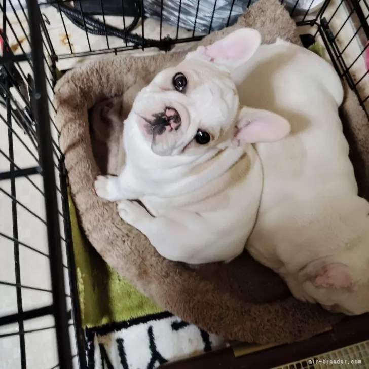 N.Y 様のお迎えした子犬