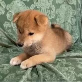 柴犬(標準サイズ)