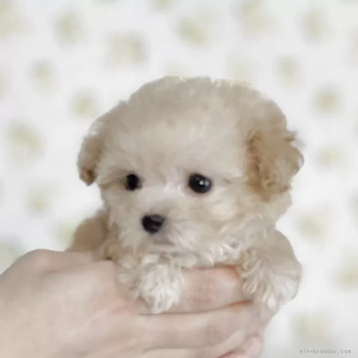 ID：2509-03059の子犬
