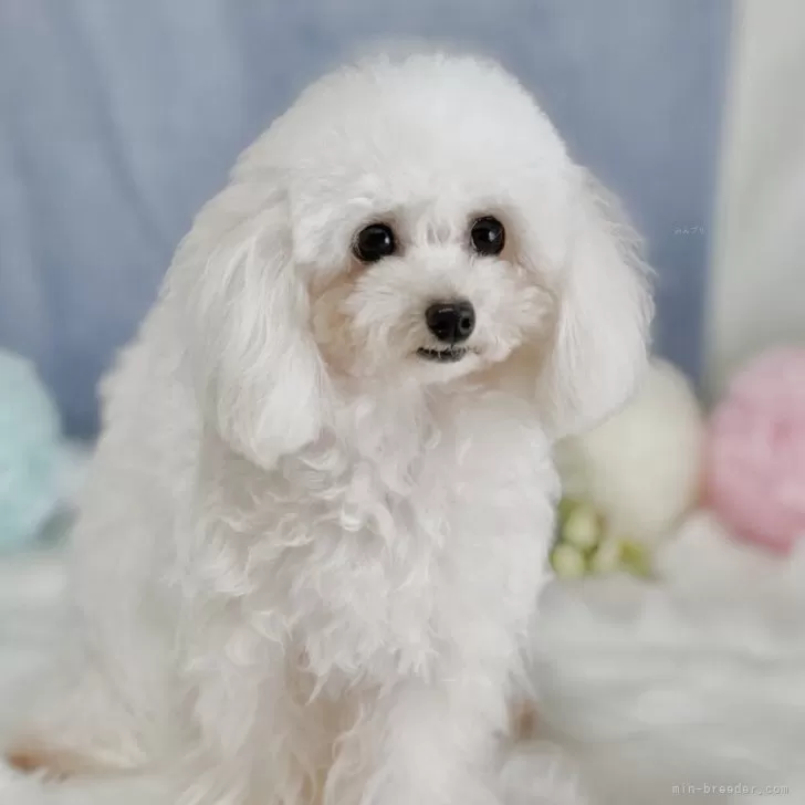Hiro 様のお迎えした子犬