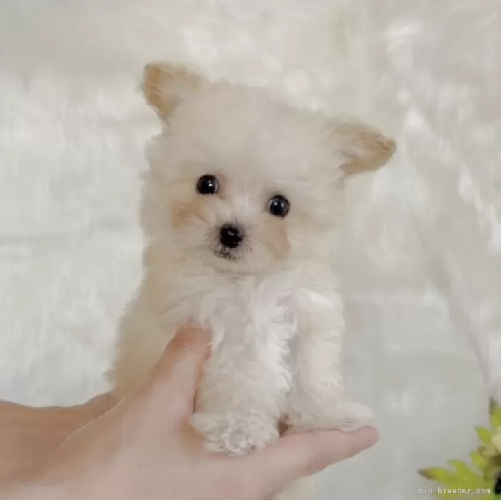 S.M 様のお迎えした子犬