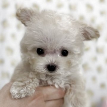 トイプードル(ティーカップ)【高知県・男の子・2025年8月4日・アプリコット】の写真「元気いっぱいの小さな男の子」