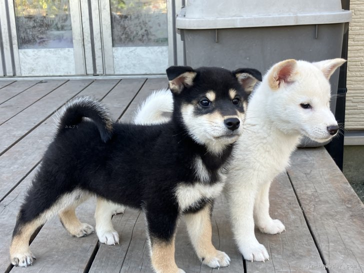 柴犬　(黒と白)｜奥野　満也(おくの　みつや)ブリーダー(兵庫県・柴犬など・JKC/日本犬保存会登録)の紹介写真3