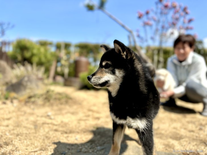 奥野　満也(おくの　みつや)ブリーダー(兵庫県・柴犬など・JKC/日本犬保存会登録)の紹介写真6