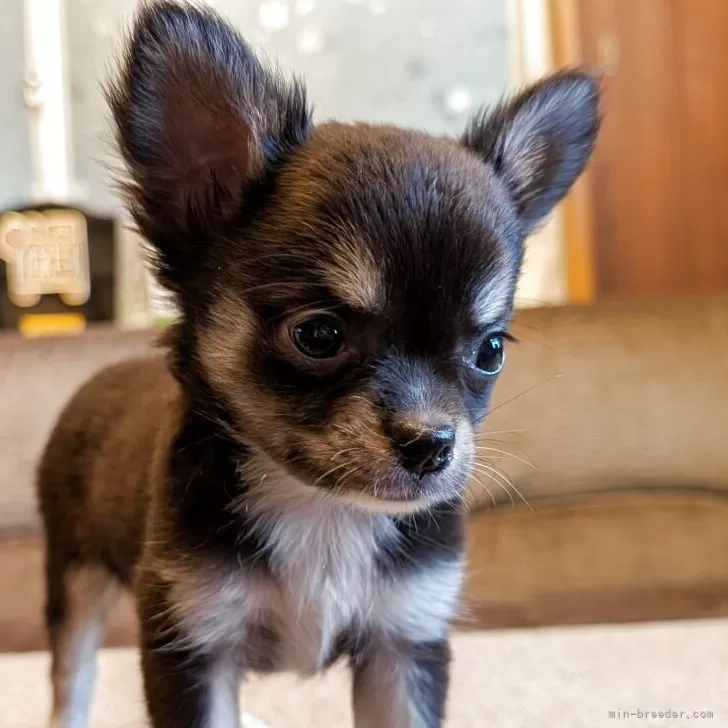 ID：2507-08846の子犬