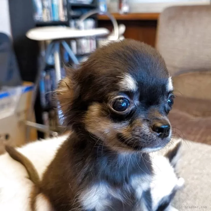 ID：2507-08850の子犬