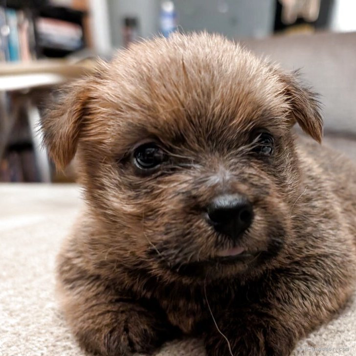 ブリーダー画像