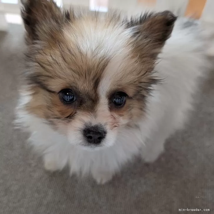 ID:2501-02581の子犬