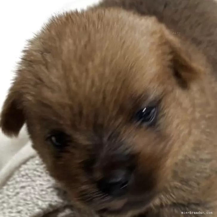 ID：2512-01139の子犬