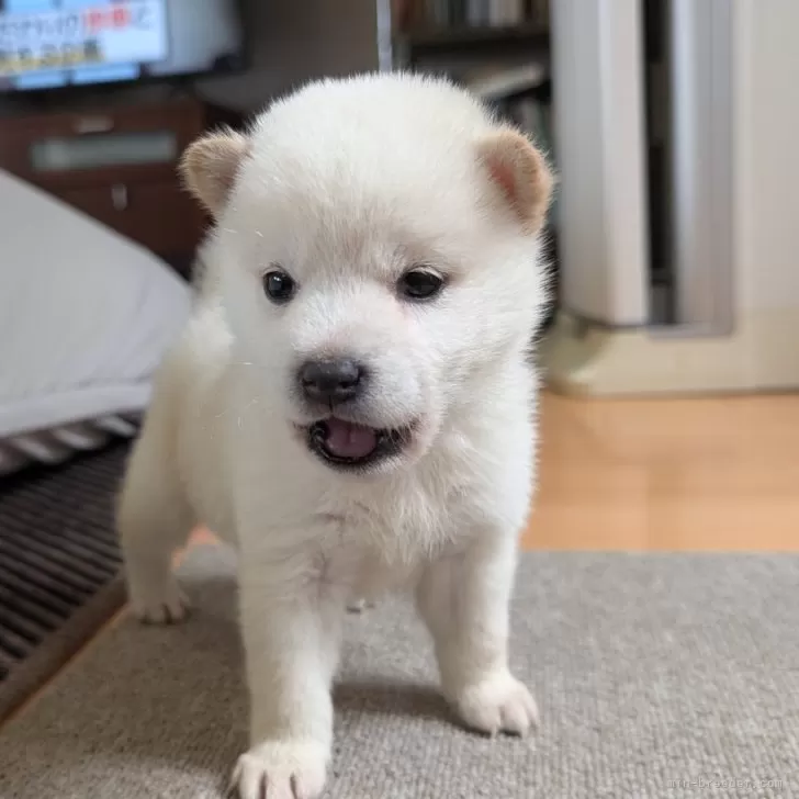 K.K 様のお迎えした子犬