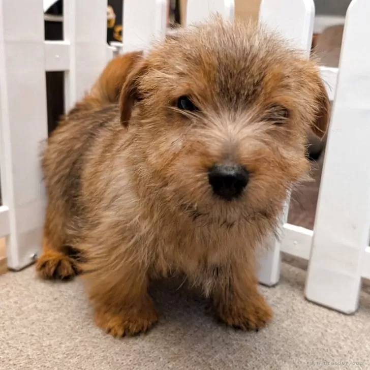 ID：2601-07075の子犬