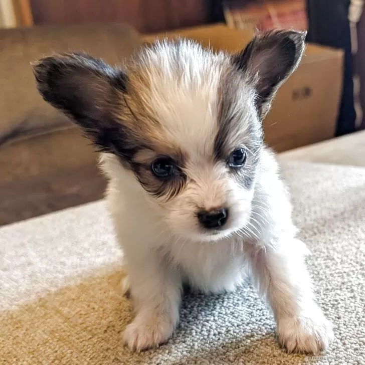 パピヨン【兵庫県・男の子・2025年10月25日・ホワイト&amp;レッド】の写真1