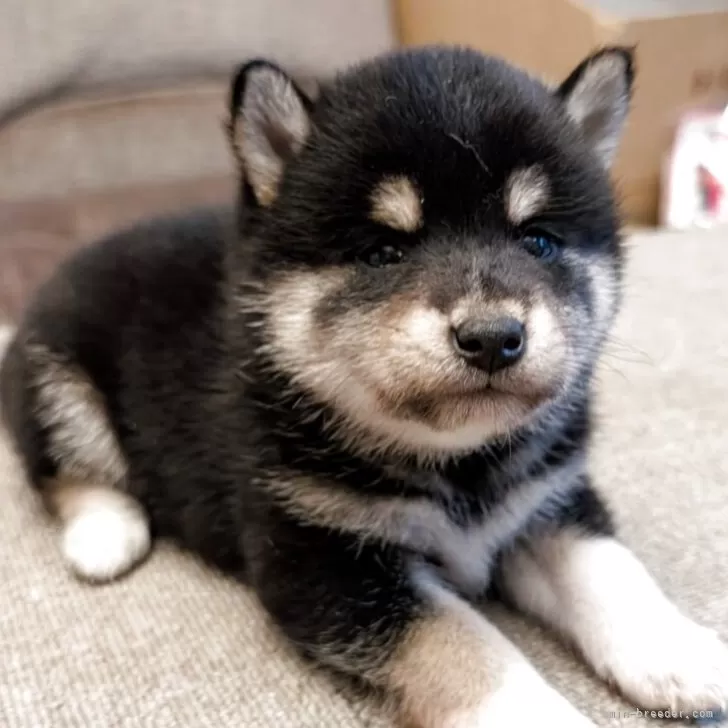 ID:2505-06103の子犬