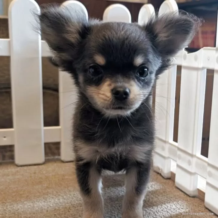 S.S 様のお迎えした子犬