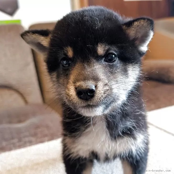 ID:2503-01982の子犬