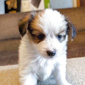 パピヨン【兵庫県・男の子・2025年10月25日・ホワイト&レッド】の写真「元気、可愛いです」